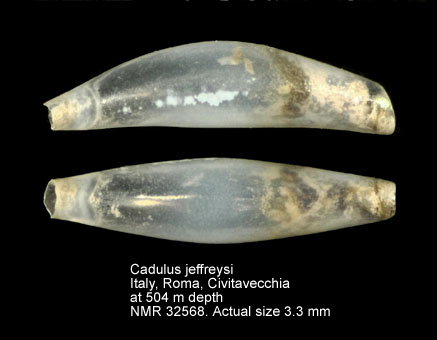 Cadulus jeffreysi.jpg - Cadulus jeffreysi(Monterosato,1875)